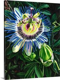 Passion Flower Wall Art Canvas Prints