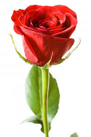 red rose free stock photo by 2happy