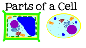 Both a plant cell and an animal cell have a cell membrane. All About Cells And Cell Structure Parts Of The Cell For Kids Freeschool Youtube