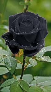 190 melhores ideias de Rosas Negras em 2025 | rosas pretas ...