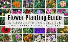Arizona Annual Flowers A Visual Guide