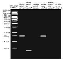 Restriction Enzymes And Dna Fingerprinting Lesson