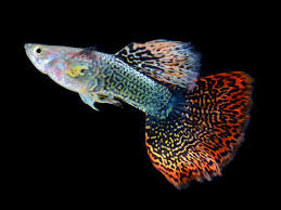 50 Different Types Of Guppies With Pictures