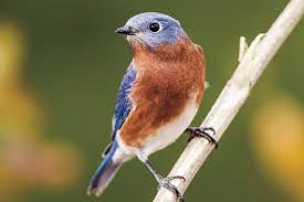 Bluebirds Start Nesting Soon Outdoors