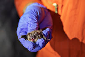 can humans give coronavirus to bats