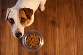Divided the recommended amount that your particular breed of puppy needs by four to determine how much to give the dog. My Dog Won T Eat Common Causes And Best Solutions
