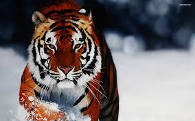 If you have one of your own you'd like to share, send it to us and we'll be happy to include it on our website. Tiger Iphone Hd Picture Awesome Free Wallpaper Wallpaper Tiger