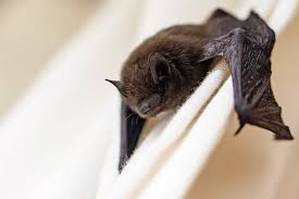 do bats humans can they p