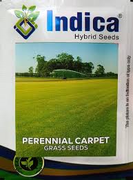 perennial carpet gr seeds fresh