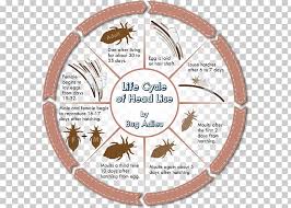 Head Louse Head Lice Infestation Scalp Insect Insect Png