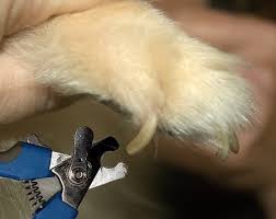 how to keep dog nail clippers sharp