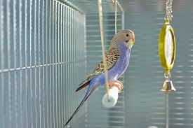 You can preorder these new sizes here. Petco Parakeets 9 Things To Know Before You Buy Embora Pets