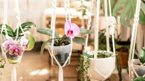 Indoor Hanging Plants