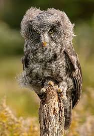 Great Grey Owl Wikipedia
