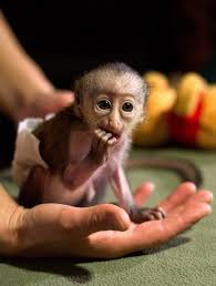 baby monkey wears tiny diapers feeds