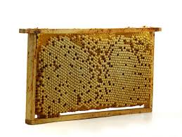 whole bee comb with drone eggs brood