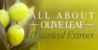 olive leaf extract a multi purpose