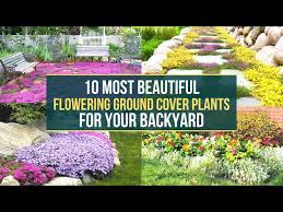Beautiful Flowering Ground Cover Plants