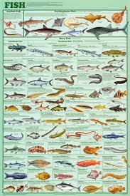 Laminated Fish Species Chart Sharks Eels Trout Fresh And Salt Water Educational Poster 24x36