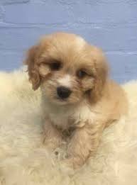 Briarthorn cavachon breeders is here to offer you a unique, personal experience. Puppies Stolen From Melbourne Pet Store As Police Hunt Dog Thieves Daily Mail Online