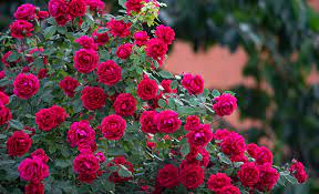 how to plant roses the