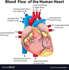 Diagram Showing Blood Flow In Human Heart