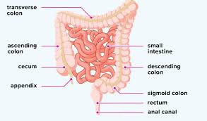 large intestine functions parts and