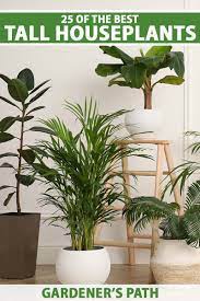 the best tall houseplants 25 tree like