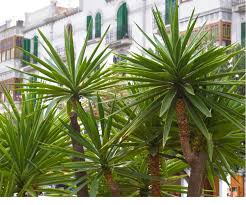 Best Tropical Plants For A British