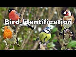 garden bird identification video uk