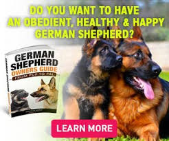 Vet Recommended Feeding Guidelines For Your German Shepherd