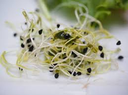wonderful health benefits of alfalfa