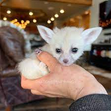 Fennec ‎Foxes For Sale | Pet Fox Breeder | Dragonstone Ranch