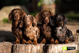 dachshund dog how many types are there