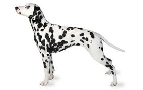 Dalmatian puppies for sale from ankc registered breeders located in australia. Dalmatian Dog Breed Information Pictures Characteristics Facts Dogtime