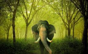 kerala elephants high resolution hd