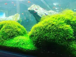 top 10 best carpet plants for aquarium