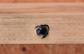 Carpenter Bee Damage Removal Repair