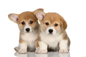 small cute dogs stock photos royalty