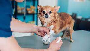 Pet Insurance For Illness gambar png
