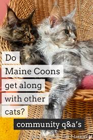 maine s get along with other cats