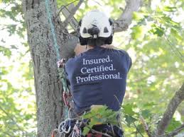 The ontario professional foresters association (opfa), is the licensing body. 5 Tips To Run A Professional Tree Service Business Jobber Academy