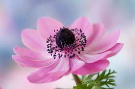 anemone flower meaning wild but