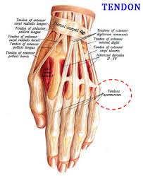 Image result for ligaments, tendons