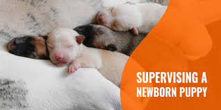 Supplemental feeding may be continued until the puppies are old. Supervising A Newborn Puppy Whelping Monitoring Tips Faq