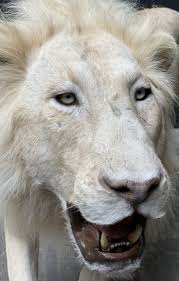 mounted white lion taxidermy lion
