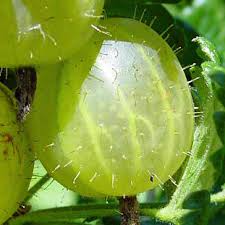 Image result for gooseberry