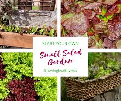 How To Start A Small Salad Garden