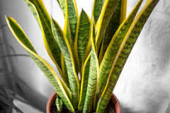 is-snake-plant-toxic