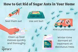 how to get rid of sugar ants 5 easy